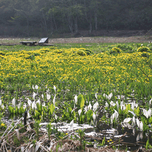 沼の原湿原