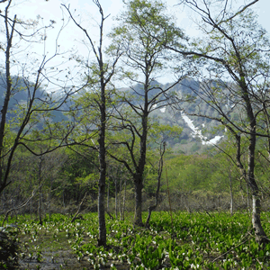 赤倉山南麓湿原