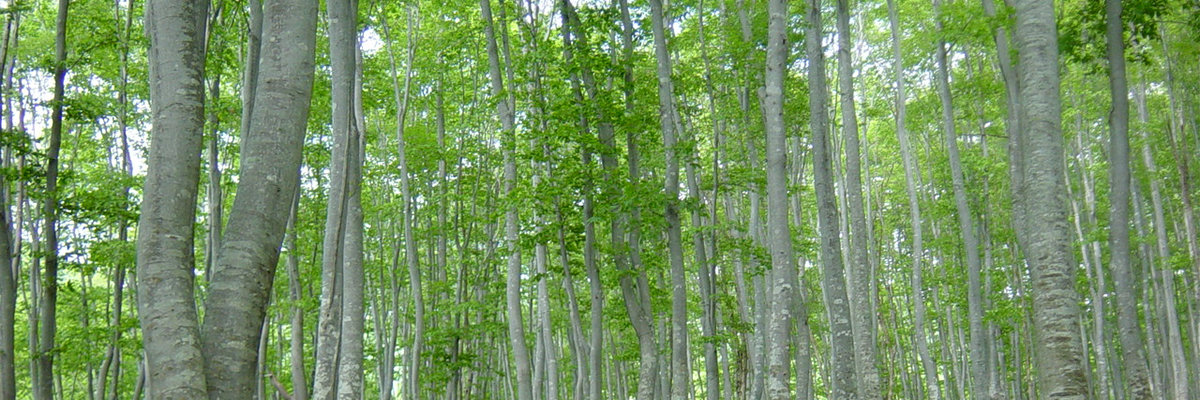 里山・里地保全の必要性