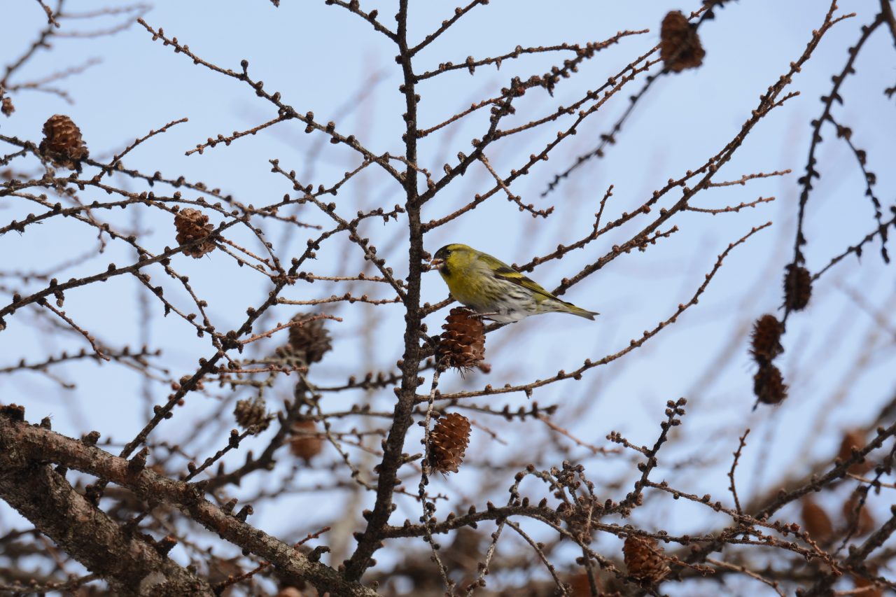 冬鳥ウォッチング